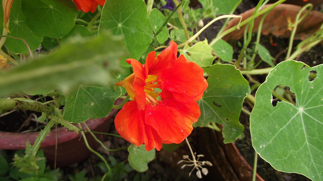 The nasturtiums are still going strong