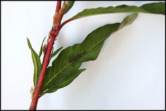 Polygonum persicaria - Persicaria maculosa