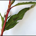 Polygonum persicaria - Persicaria maculosa