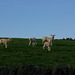 Lamb races