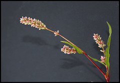 Polygonum persicaria - Persicaria maculosa