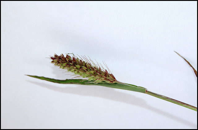 Setaria pumila
