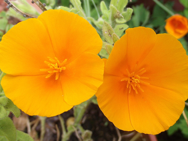 California poppies are flowering too