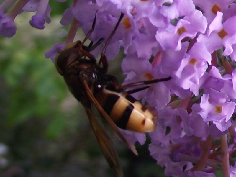 A bee having a good feast on the flower