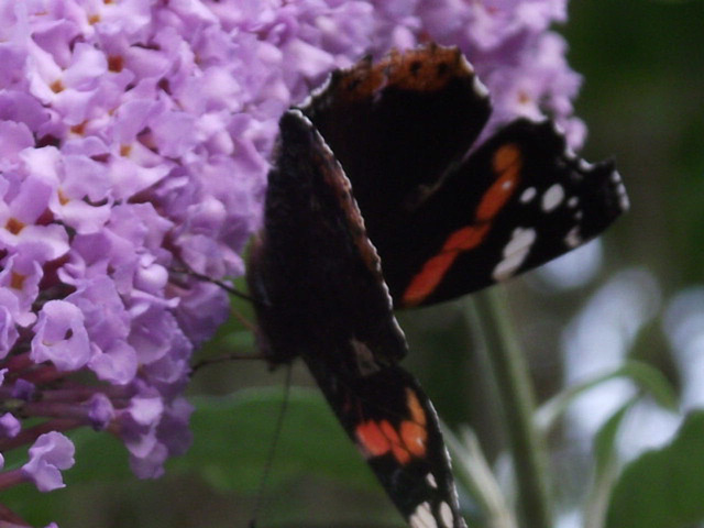 Not called the 'butterfly bush' for nothing
