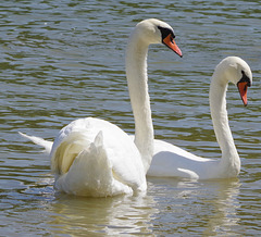 Sur les bords de Saône