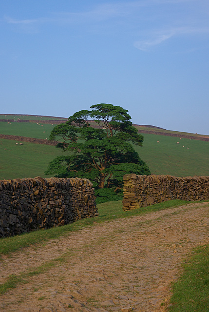 Bray Clough