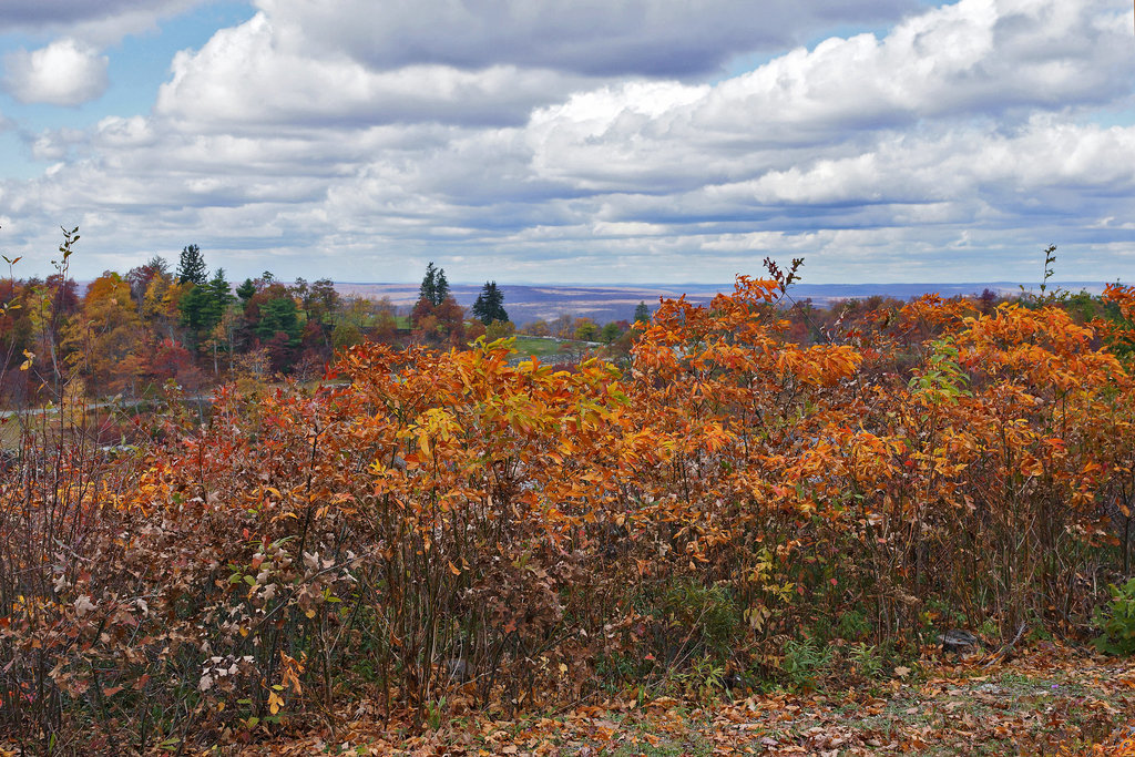 Seeing Red, #1 – High Point State Park, Sussex County, New Jersey