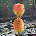 Red hot pokers, 2 by 2