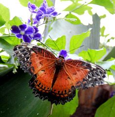 Cethosia biblis auch Red Lacewing oder Spitzenflügel genannt. ©UdoSm