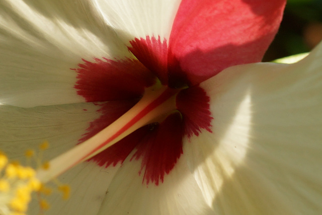 Hibiskus 002k