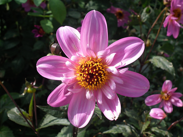 PInk Dhalia