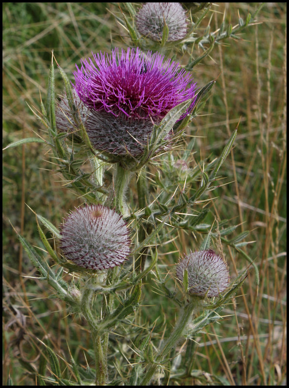 Cirsium eriophorum