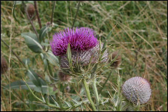 Cirsium eriophorum