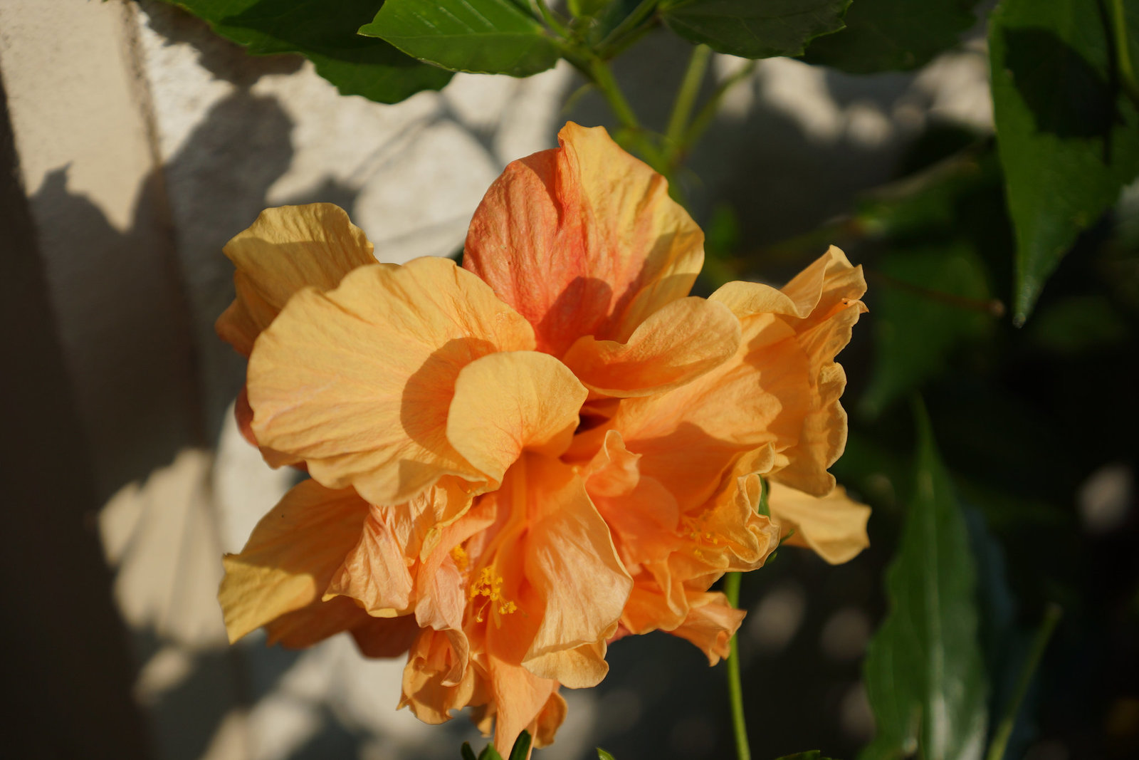 Hibiskus 033