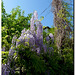 Old and new wisteria