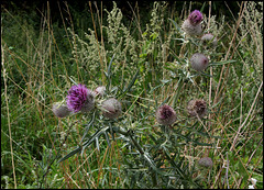 Cirsium eriophorum