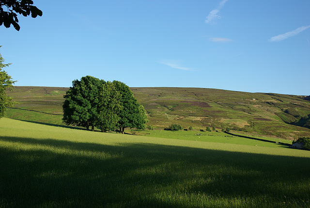 Moorfield trees