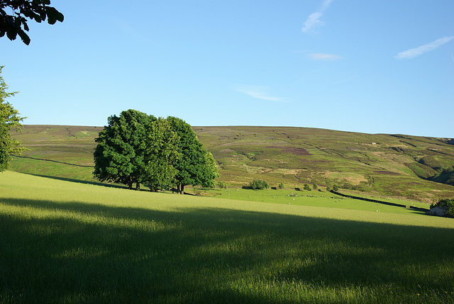 Moorfield trees