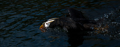 Skimming Tufted Puffin