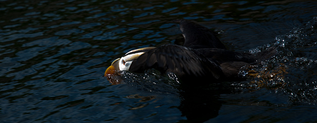 Skimming Tufted Puffin