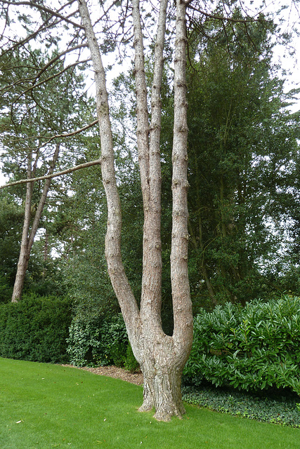 Omaha Beach 2014 – Normandy American Cemetery and Memorial at Colleville-sur-Mer – A tree that didn't want to be alone