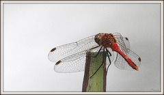 Sympetrum