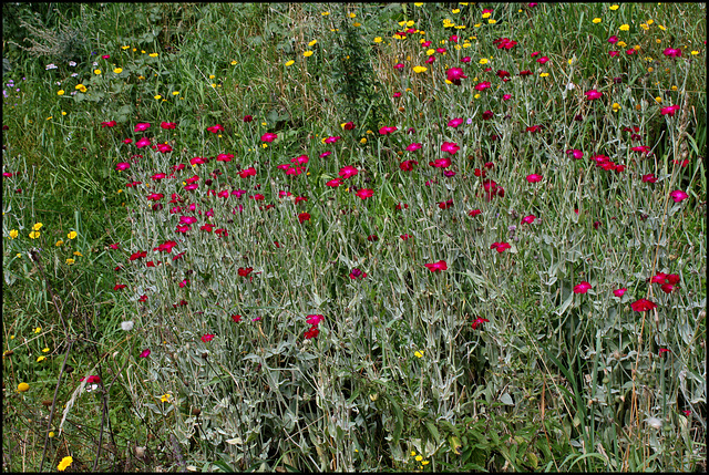 Lychnis coronaria