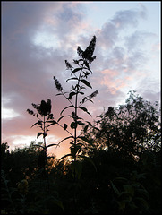 buddleia at sunset