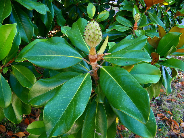 Bouton de Magnolia