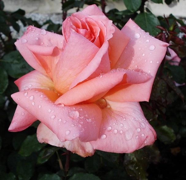 Rose perles d'eau