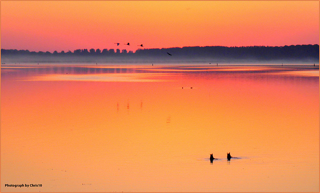 Dance of the Early Birds, photographed by Chris10