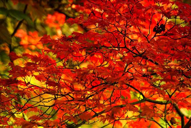 Hoja de Otoño