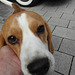 cccsaug302014 (1223)