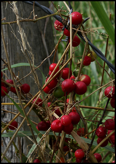 Bryonia cretica ssp dioïca
