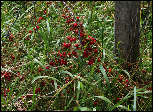 Bryonia cretica ssp dioïca