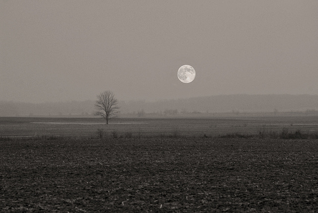 Harvest Moon