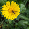 Hoverfly on yellow