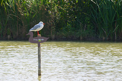 Seagull-on-a-stick, with a cut-out duck and a picture of a frog saying "Hello"