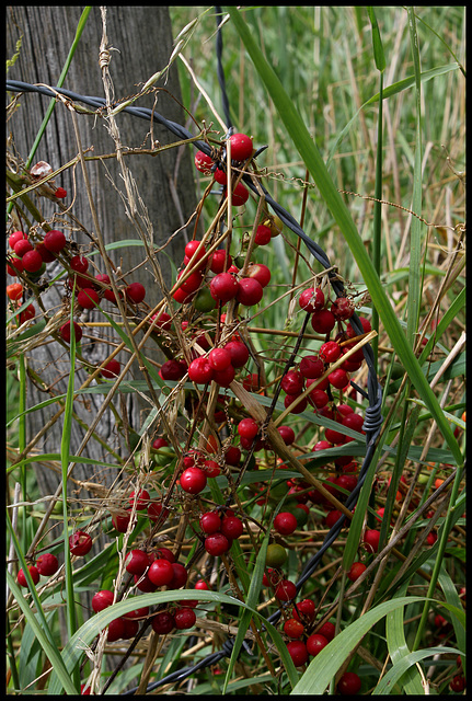 Bryonia cretica ssp dioïca