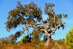 Azinheira, Quercus ilex, Alentejo