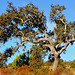 Azinheira, Quercus ilex, Alentejo