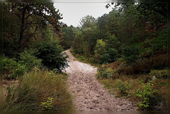 schoorlse duinen