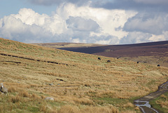 IMGP3294