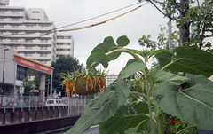 Sunflower on a sidewalk