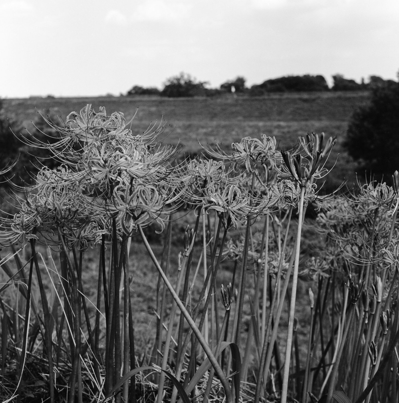 Spider lilies on the bank of a river