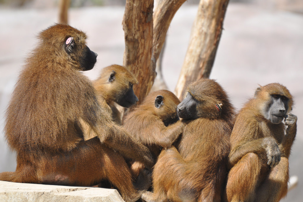 ZOO de VINCENNES