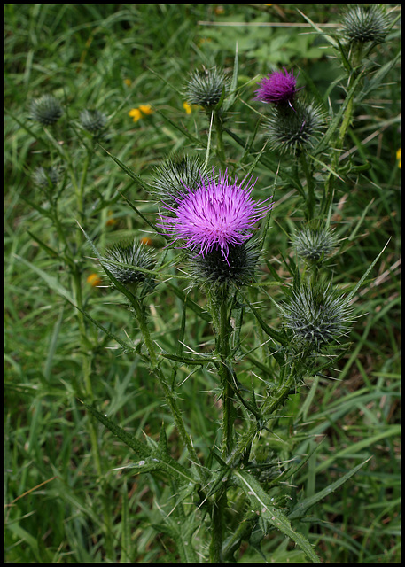 Cirsium vulgare