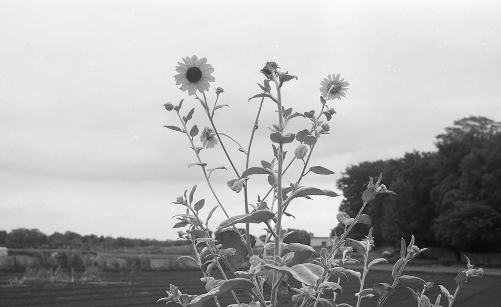 Sunflowers_7