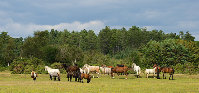 New Forest ponies